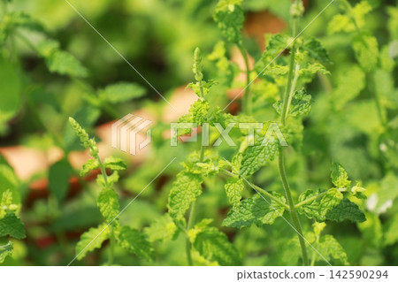 Strawberry Mint Strawberry Mint 142590294