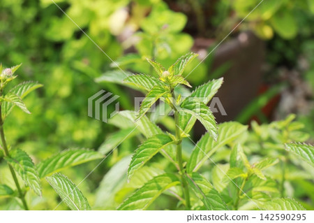 Swiss Licora Mint Swiss Licora Mint 142590295