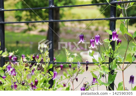 Purple bell-shaped clematis, Clematis intefoglia, variety 'Rouge' Purple bell-shaped clematis, Clematis intefoglia, variety 'Rouge' 142590305
