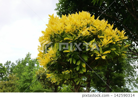 金葉冬青(Ilex crenata) 金葉冬青(Ilex crenata) 142590314
