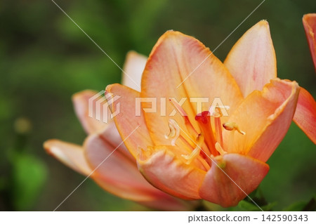Orange lily, 'Formarine' Orange lily, 'Formarine' 142590343