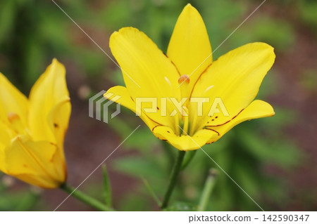 黃色百合花,黃色小豆 黃色百合花,黃色小豆 142590347