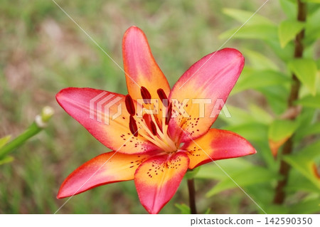 橙色百合花,Sukubidu 橙色百合花,Sukubidu 142590350