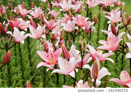 粉紅百合花 - 艾洛蒂 142590370