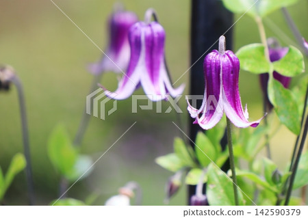 Purple bell-shaped clematis, Clematis intefoglia, variety 'Rouge' Purple bell-shaped clematis, Clematis intefoglia, variety 'Rouge' 142590379