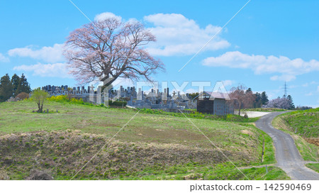 A single cherry tree - The beautiful Nanagusa-zakura cherry tree before full bloom (2013) A single cherry tree - The beautiful Nanagusa-zakura cherry tree before full bloom (2013) 142590469