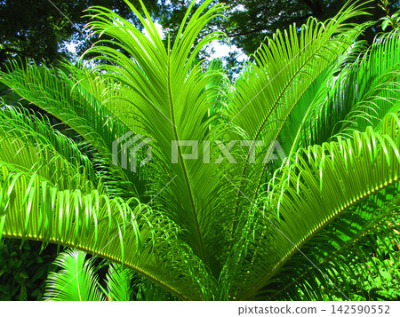 A landscape of cycad leaves (at Toneri Park, Tokyo Metropolitan Park) A landscape of cycad leaves (at Toneri Park, Tokyo Metropolitan Park) 142590552