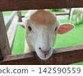 Close-up of a Cute White Lamb Looking Through a Wooden Fence at a Farm 142590559