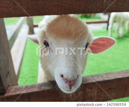 Close-up of a Cute White Lamb Looking Through a Wooden Fence at a Farm 142590559