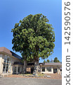 Bijosugi Cedar in Tateyama 142590576