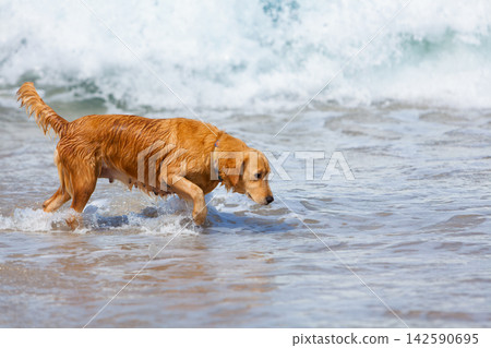 Happy golden retriever have fun on the beach. Run across the sea edge and happy play. Capturing joy, energy, and the excitement of a playful beach adventure. Happy golden retriever have fun on the beach. Run across the sea edge and happy play. Capturing joy, energy, and the excitement of a playful beach adventure. 142590695