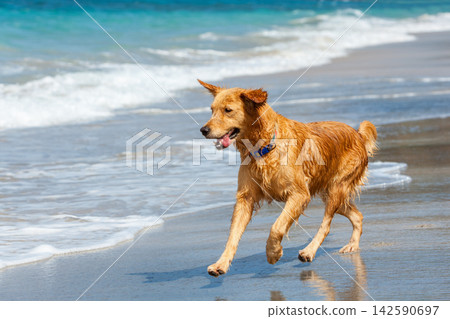 Happy golden retriever have fun on the beach. Run across the sea edge and happy play. Capturing joy, energy, and the excitement of a playful beach adventure. Happy golden retriever have fun on the beach. Run across the sea edge and happy play. Capturing joy, energy, and the excitement of a playful beach adventure. 142590697