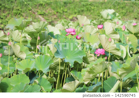 岡山縣久米郡久名南町宮地安木之里花蓮公園的蓮花 岡山縣久米郡久名南町宮地安木之里花蓮公園的蓮花 142590745