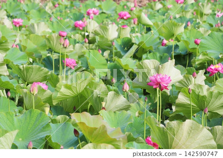 岡山縣久米郡久名南町宮地安木之里花蓮公園的蓮花 岡山縣久米郡久名南町宮地安木之里花蓮公園的蓮花 142590747