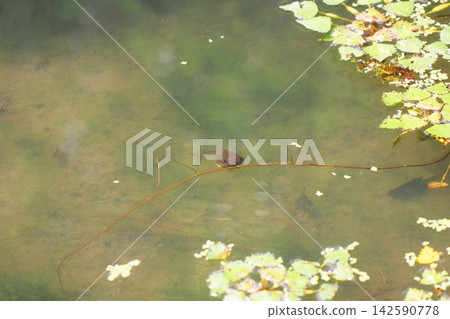 Large tadpoles in the pond at Shurakuen Garden in Tsuyama City, Okayama Prefecture Large tadpoles in the pond at Shurakuen Garden in Tsuyama City, Okayama Prefecture 142590778