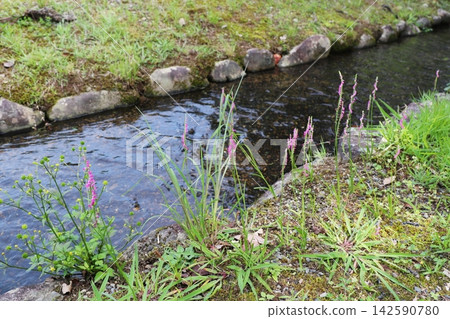 An artificial stream flowing through Shurakuen in Tsuyama City, Okayama Prefecture. An artificial stream flowing through Shurakuen in Tsuyama City, Okayama Prefecture. 142590780