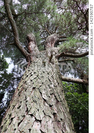 岡山縣津山市修樂園的一棵高大的松樹 142590787
