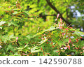 岡山縣津山市修樂園：綠色的楓葉和帶翅膀的果實 142590788