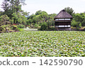 岡山縣津山市修樂園的一個池塘，裡面盛開著白色的睡蓮。 142590790