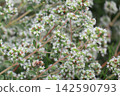 馬鬱蘭的小白花 142590793