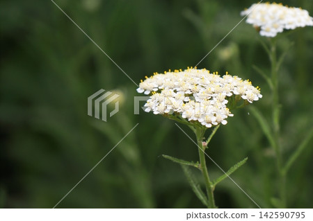 普通蓍草的白色花朵 142590795