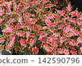 紅紫色葉草 142590796