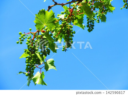 A view of grape trellises and a blue sky at the Urban Agricultural Park (Adachi Ward, Tokyo). A view of grape trellises and a blue sky at the Urban Agricultural Park (Adachi Ward, Tokyo). 142590817