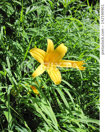 Beautiful yellow daylilies blooming in the green grass of the mountains Beautiful yellow daylilies blooming in the green grass of the mountains 142590901
