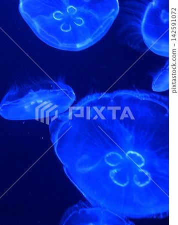 在美麗海水族館的水母 在美麗海水族館的水母 142591072