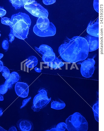 在美麗海水族館的水母 在美麗海水族館的水母 142591073