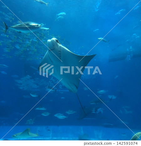 美麗海水族館的鯨鯊 美麗海水族館的鯨鯊 142591074
