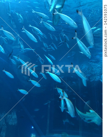 美麗海水族館魚 美麗海水族館魚 142591075