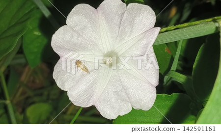 Tiny Bug Resting on White Morning Glory Flower Tiny Bug Resting on White Morning Glory Flower 142591161
