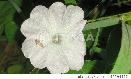 Small Insect on Morning Glory Blossom Small Insect on Morning Glory Blossom 142591162