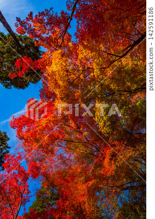 Korankei Gorge in Aichi Prefecture: Autumn foliage 142591186