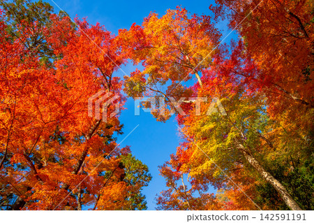 Korankei Gorge in Aichi Prefecture: Autumn foliage Korankei Gorge in Aichi Prefecture: Autumn foliage 142591191