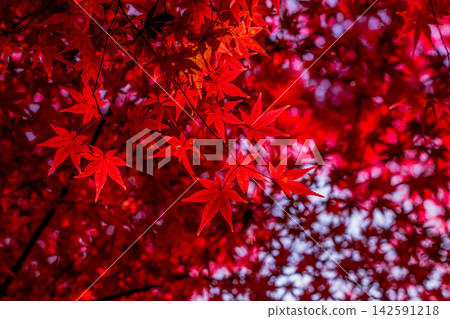 Korankei Gorge in Aichi Prefecture: Autumn foliage Korankei Gorge in Aichi Prefecture: Autumn foliage 142591218