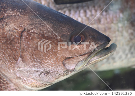 紅鯛魚（水族館） 142591380