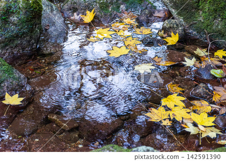 屋久島白谷雲水峽的晚秋紅葉(冬季) 屋久島白谷雲水峽的晚秋紅葉(冬季) 142591390