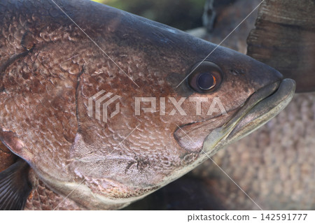 紅鯛魚(水族館) 紅鯛魚(水族館) 142591777