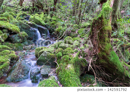 屋久島白谷雲水峽:長滿美麗苔蘚的溪流(冬季) 屋久島白谷雲水峽:長滿美麗苔蘚的溪流(冬季) 142591792
