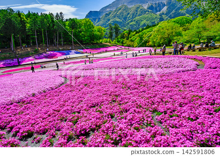 秩父市、羊山公園、武甲山山麓、春天的芝櫻之丘 秩父市、羊山公園、武甲山山麓、春天的芝櫻之丘 142591806