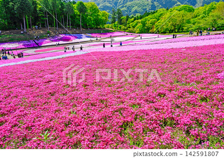 秩父市、羊山公園、武甲山山麓、春天的芝櫻之丘 秩父市、羊山公園、武甲山山麓、春天的芝櫻之丘 142591807