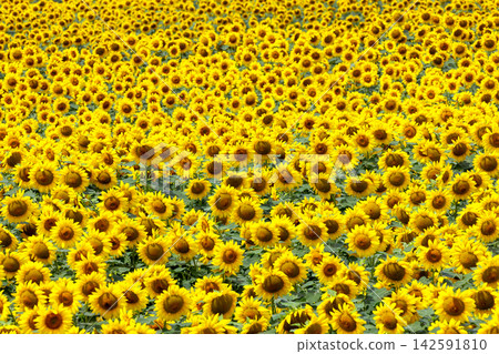A field of sunflowers in full bloom at the main venue of the Akeno Sunflower Festival in Asao, Akeno-cho, Hokuto City, Yamanashi Prefecture. 142591810