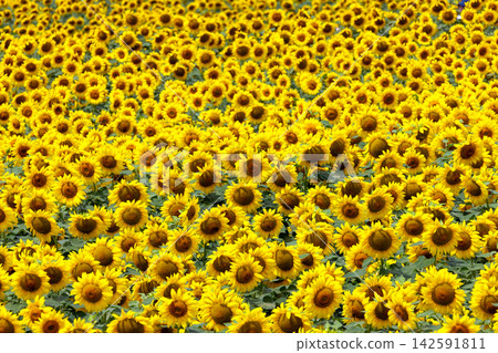 A field of sunflowers in full bloom at the main venue of the Akeno Sunflower Festival in Asao, Akeno-cho, Hokuto City, Yamanashi Prefecture. A field of sunflowers in full bloom at the main venue of the Akeno Sunflower Festival in Asao, Akeno-cho, Hokuto City, Yamanashi Prefecture. 142591811