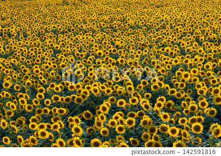 A field of sunflowers in full bloom at the main venue of the Akeno Sunflower Festival in Asao, Akeno-cho, Hokuto City, Yamanashi Prefecture. 142591816