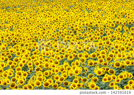 A field of sunflowers in full bloom at the main venue of the Akeno Sunflower Festival in Asao, Akeno-cho, Hokuto City, Yamanashi Prefecture. 142591819