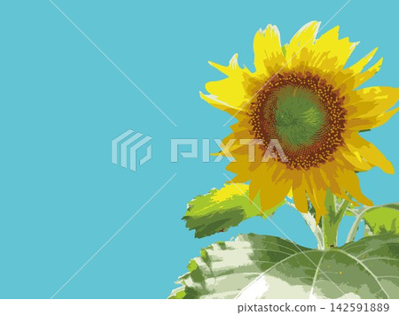 Sunflower, summer, plant, white background, midsummer, yellow, copy space, leaves, nature, summer image, white Sunflower, summer, plant, white background, midsummer, yellow, copy space, leaves, nature, summer image, white 142591889