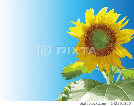 Sunflower, summer, plant, white background, midsummer, yellow, copy space, leaves, nature, summer image, white Sunflower, summer, plant, white background, midsummer, yellow, copy space, leaves, nature, summer image, white 142591890