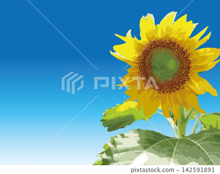 Sunflower, summer, plant, white background, midsummer, yellow, copy space, leaves, nature, summer image, white Sunflower, summer, plant, white background, midsummer, yellow, copy space, leaves, nature, summer image, white 142591891